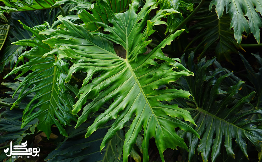 Philodendron Selloum