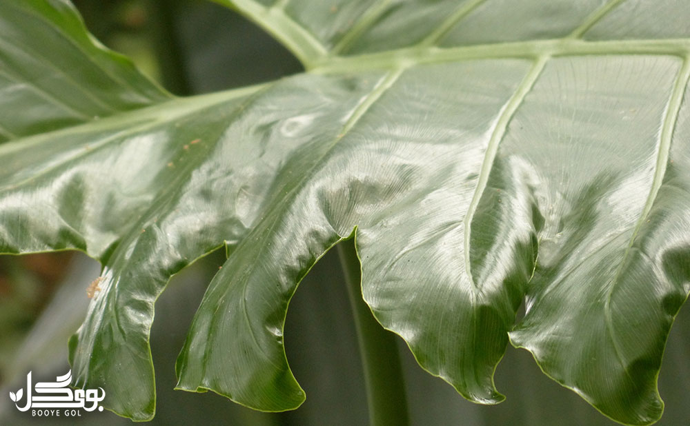 Philodendron-bipinnatifidum 