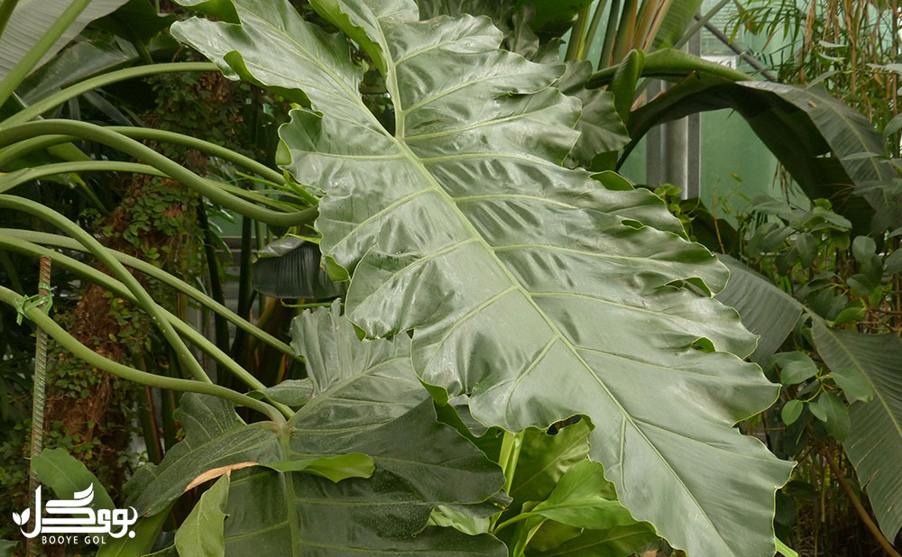 Thaumatophyllum bipinnatifidum
