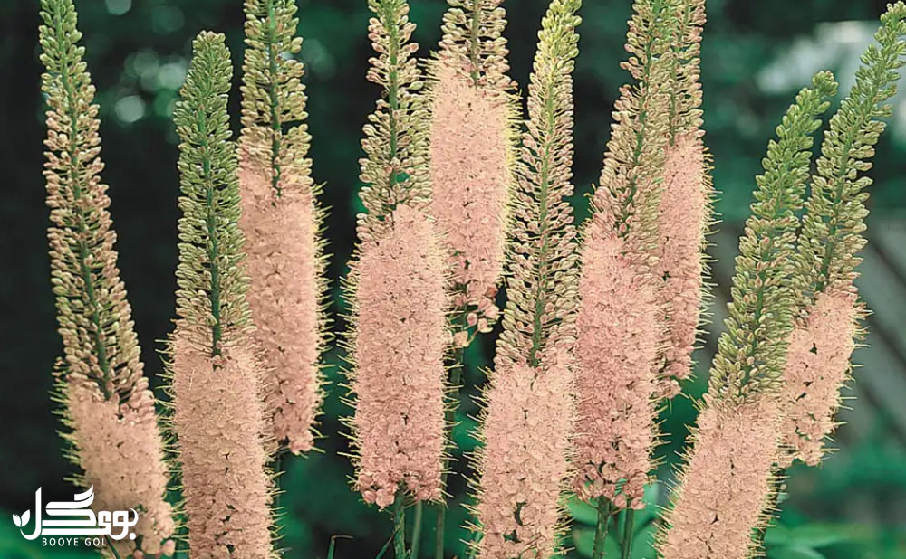 Eremurus