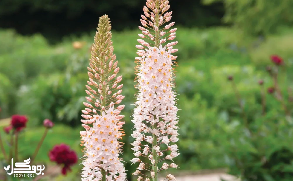 Eremurus