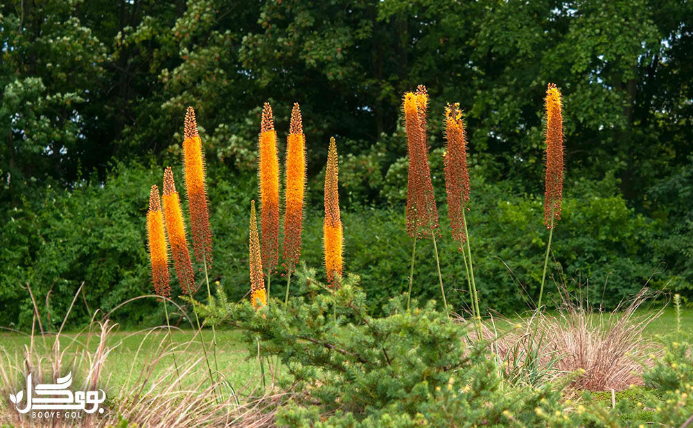 Foxtail lily