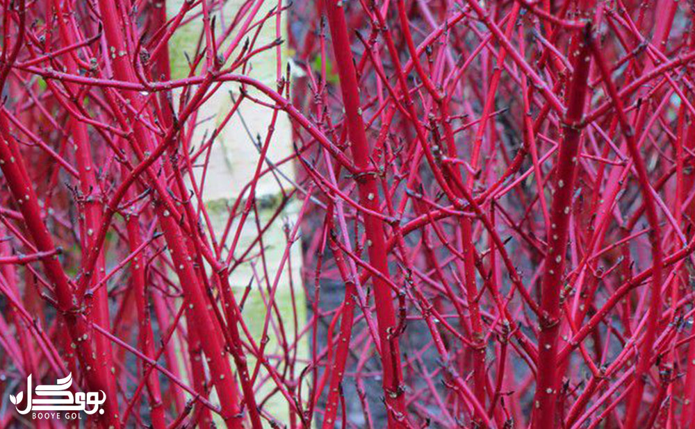 Red Willow