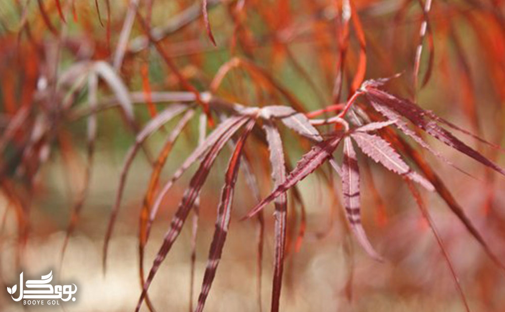 Red Willow