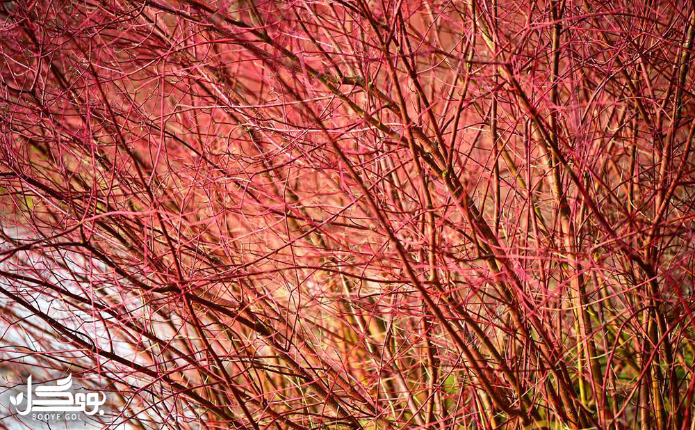 Red Willow