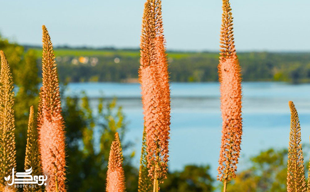 Eremurus